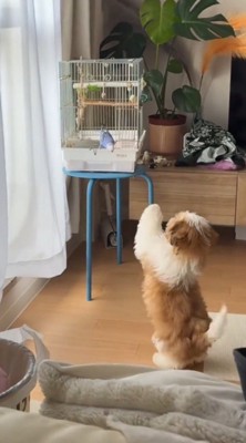 鳥かごの前で立ち上がる犬
