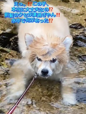 カメラ目線の犬1