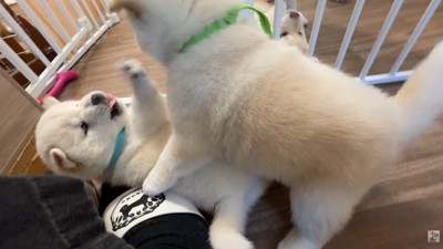 元気にワンプロ中♪