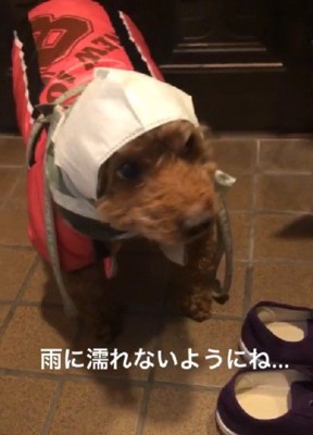 マスクを頭にかぶせてみた