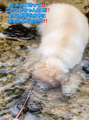 水に顔をつける犬3