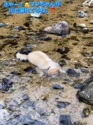 水に顔をつける犬1