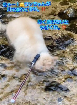 水に顔をつける犬2
