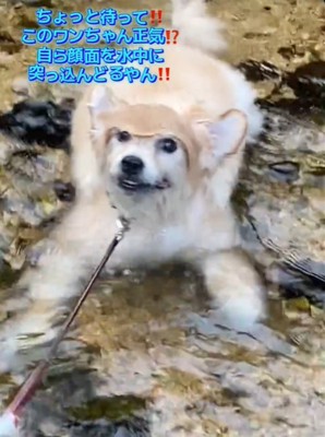 顔を上げる犬2