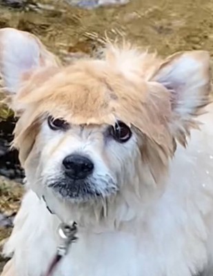 アップの犬