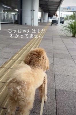 奥からお姉ちゃんが歩いてきます