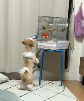 犬に顔を近づけるインコ