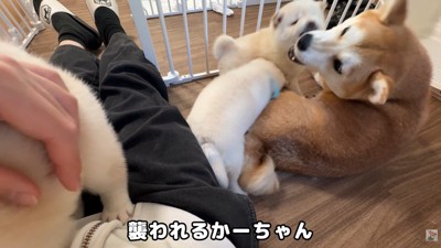 お母さん犬にも戦いを挑みます！