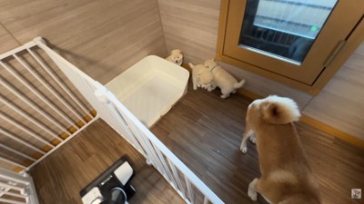 「隅っこに逃げろ～っ」