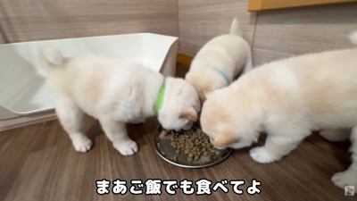 ごはんをあげたら一瞬で元気に！