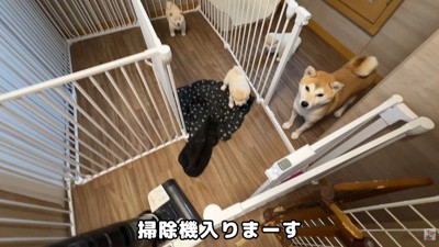 掃除機をかけ始めたら…