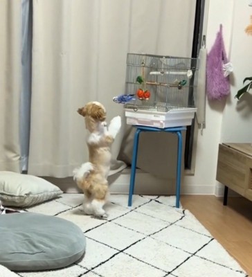 立ち上がってインコに近づいていく犬