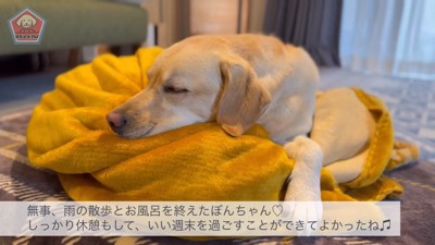 満足そうなお顔で爆睡♪