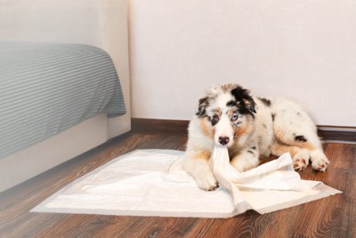 トイレシーツをイタズラする犬