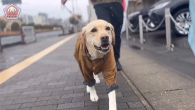お散歩に出発したらルンルン♪