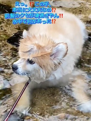 横を向く犬