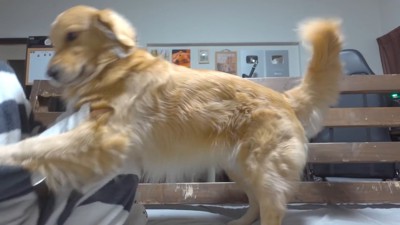 容赦なく飛びかかるジョイくん