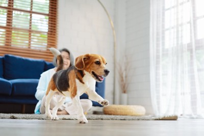 室内を走り回る犬