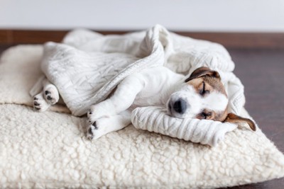 ベッドで眠る犬