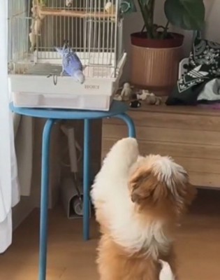 鳥かごに前足を伸ばす犬