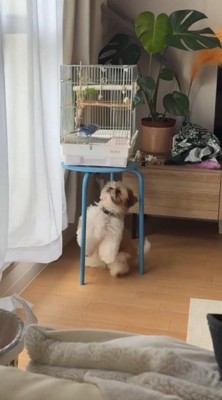 鳥かごの下にやってきた犬