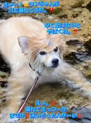 顔を上げる犬1