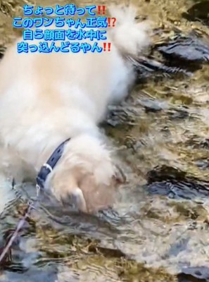 水に顔をつける4