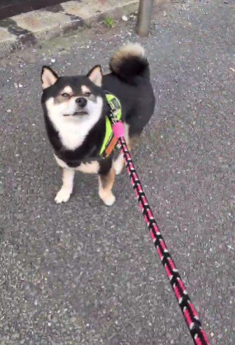クンクン♪