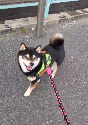 お散歩にでかけると…