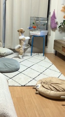 立ち上がってインコの鳥かごを見つめる犬
