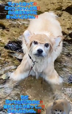 カメラ目線の犬2