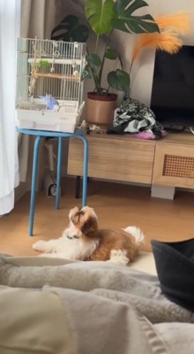 犬を見つめ返すインコ