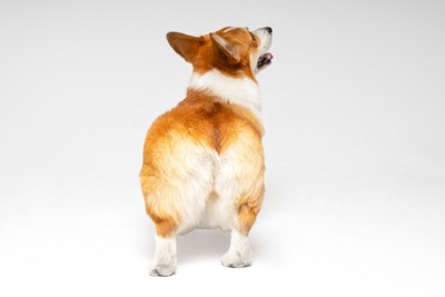 犬のお尻
