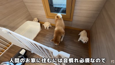 3匹ともビビっています！