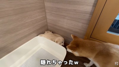 隙間に隠れる3匹