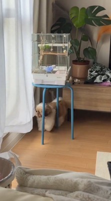 鳥かごの周りを歩く犬