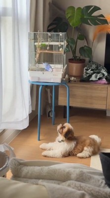 鳥かごに入っているインコを見つめる犬