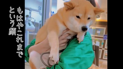 「もはやこれまで…」と諦めの表情