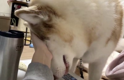 甘えるシャンテちゃん
