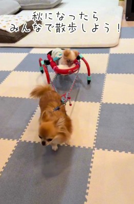 秋になったら遊びに行こう