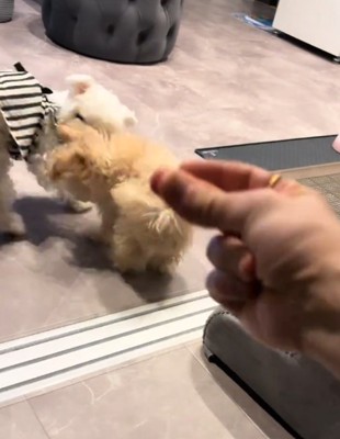 ケンカする犬3