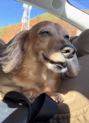 目を細めながら口を開ける犬