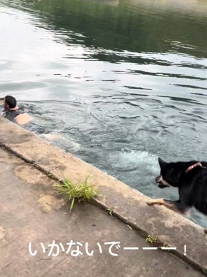 慌てて追いかける犬