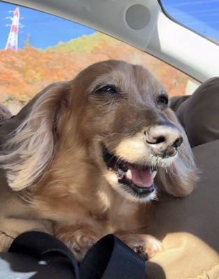 笑顔でこちらを見つめる犬