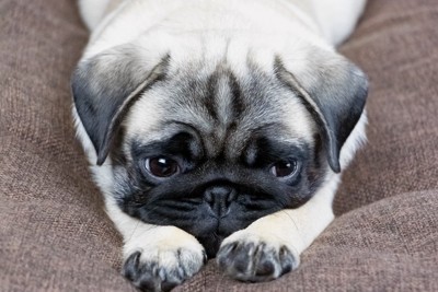 アンニュイな表情の犬