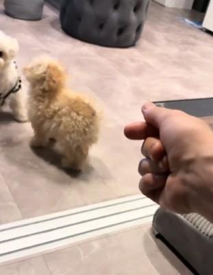 指を鳴らす飼い主さん