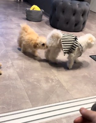 お尻を嗅ぐ犬