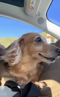 車の助手席に座る犬