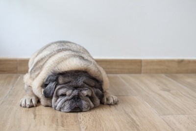 太っている犬