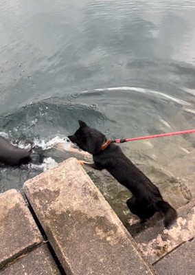 前足を伸ばす犬